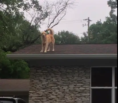 dog on the roof