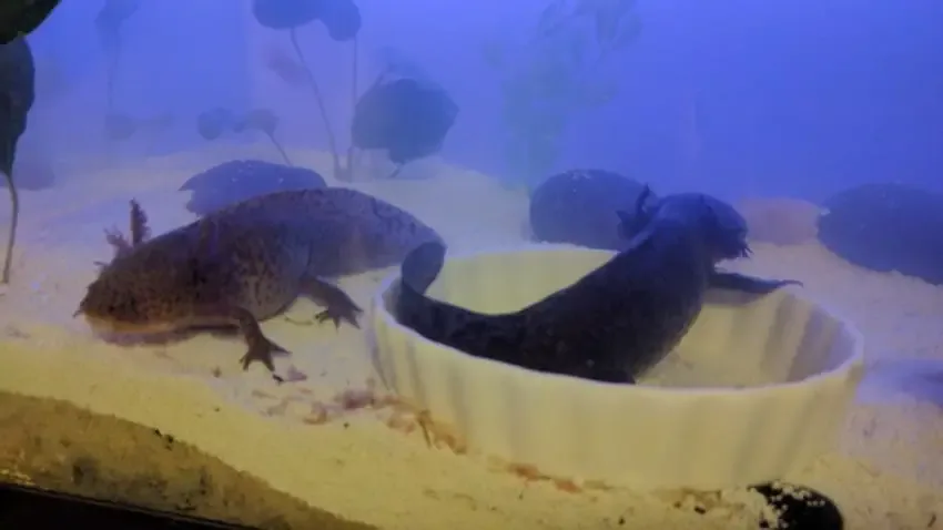 fish tank
