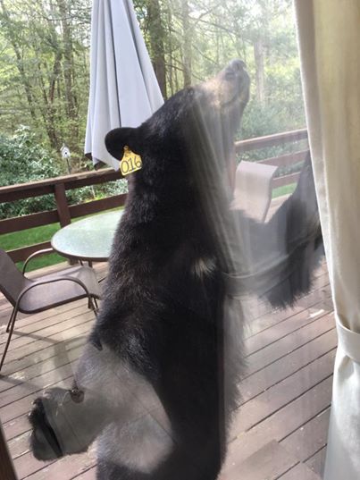 bear wants brownies