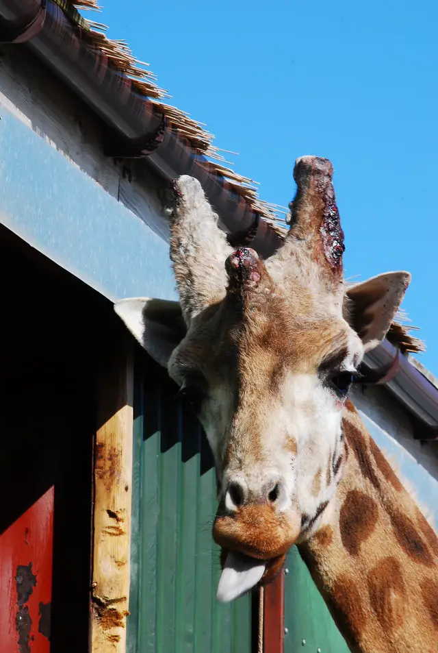 animals at zoo