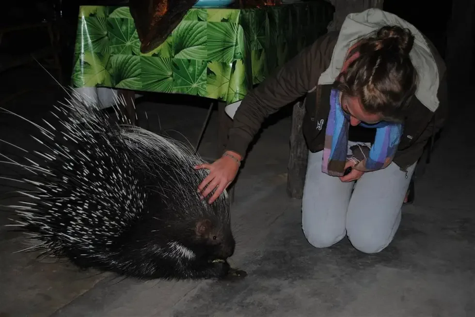 porcupine returns home
