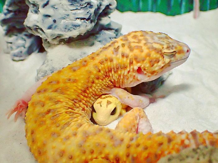 smiling gecko
