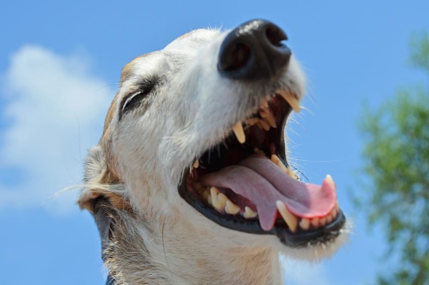 ticks in dog mouth