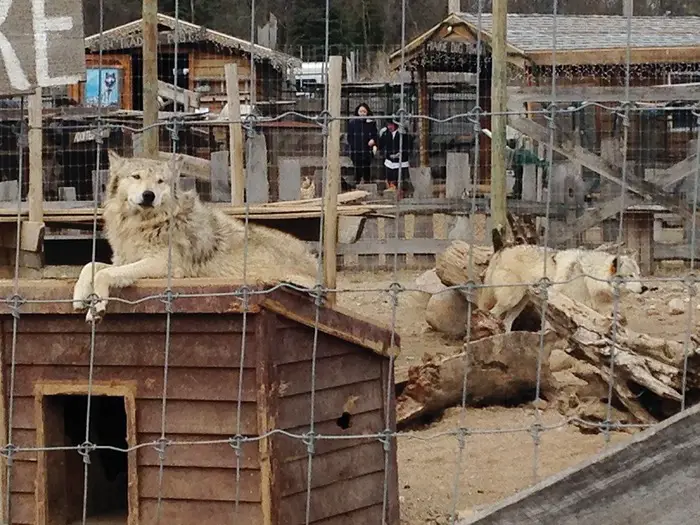 petting zoo slaughterhouse