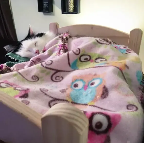 cat in doll bed