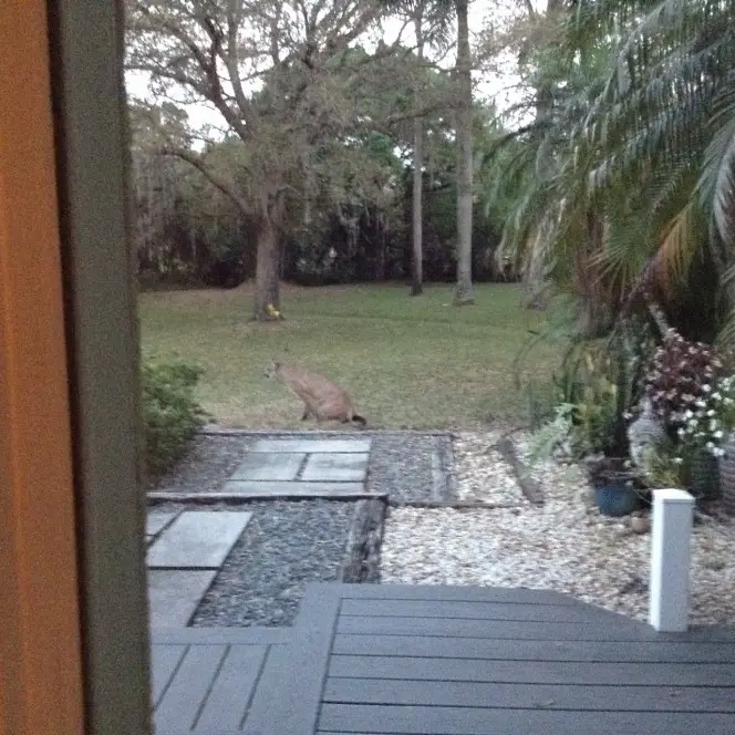 cougar on doorstep