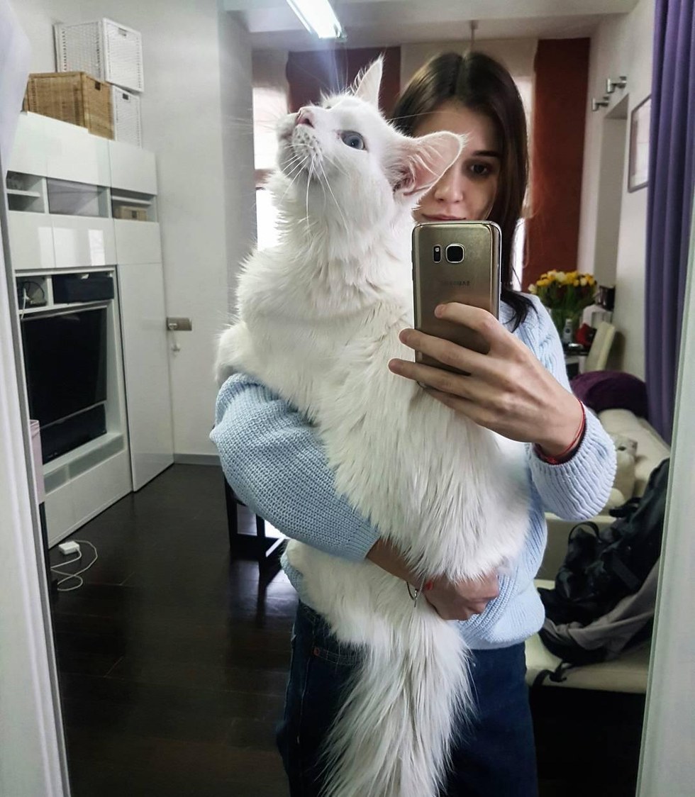 massive kitten