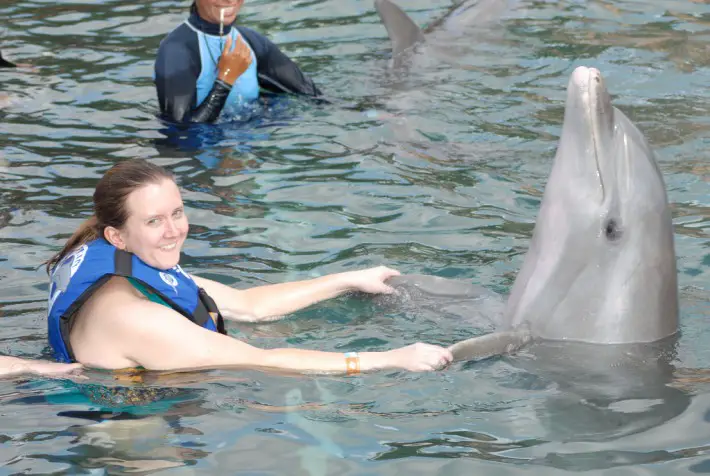 swimming with dolphins