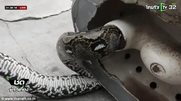 python bites man