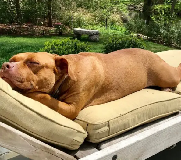 dog and new beds