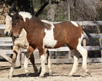 curly haired horses