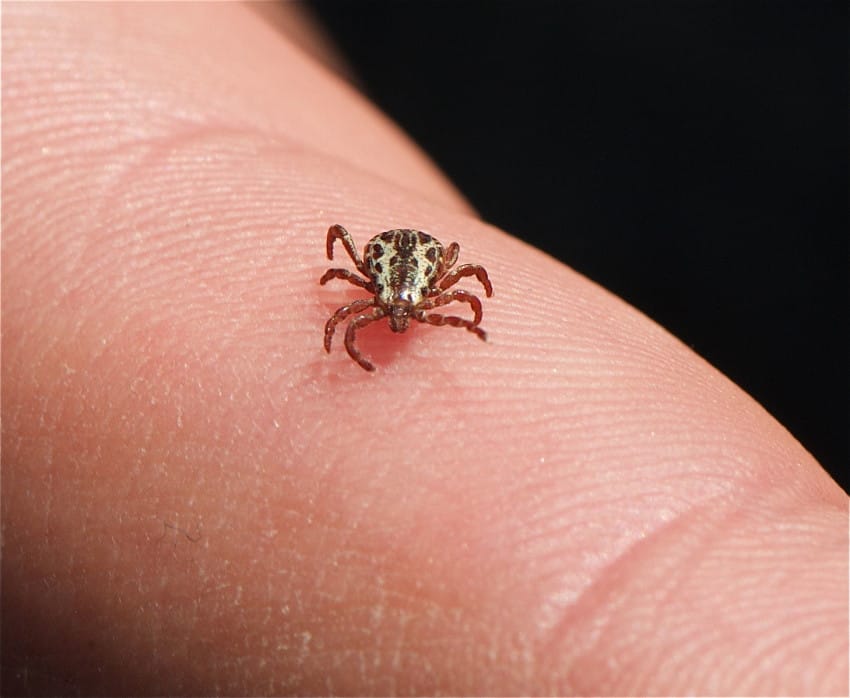 ticks and lyme disease