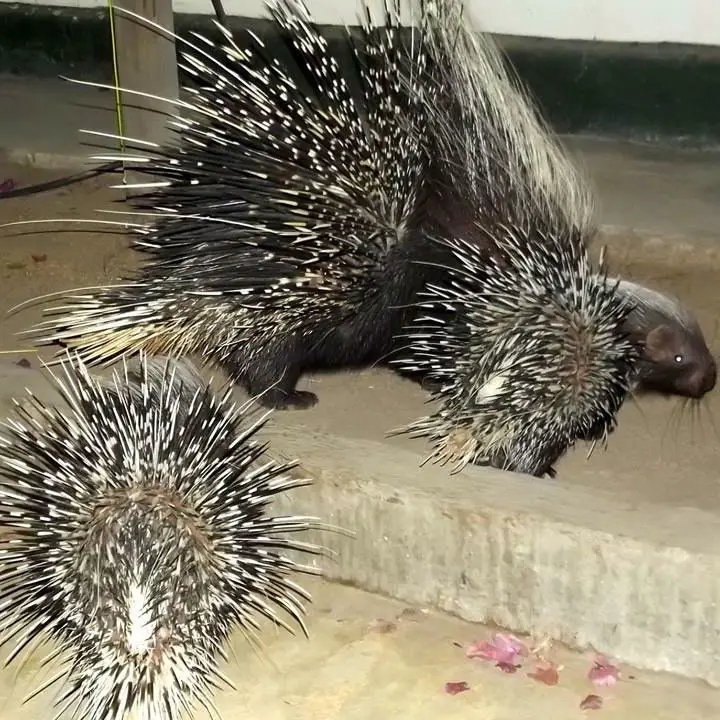 porcupine returns home