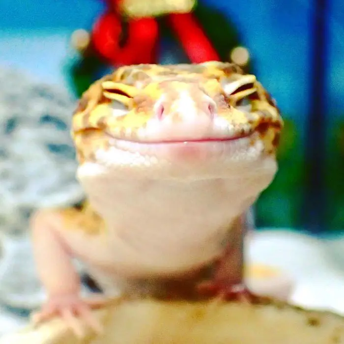 smiling gecko