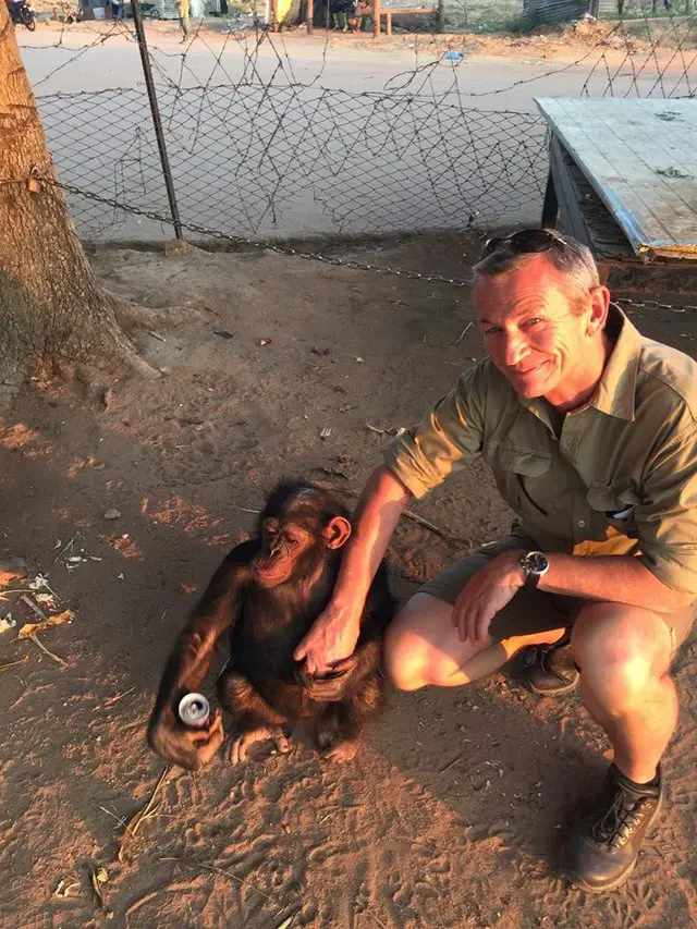 chimp rescued