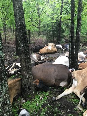 cows dead