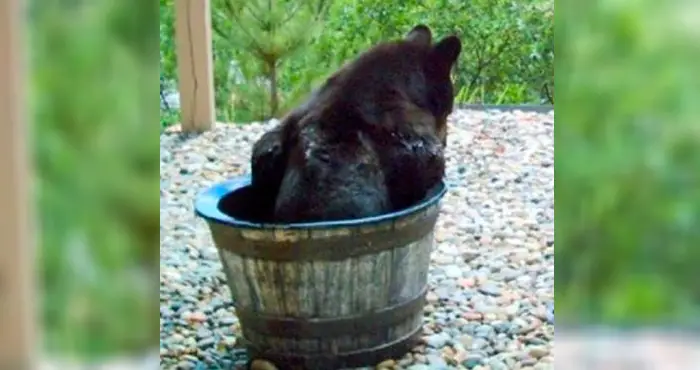 bear in water barrel