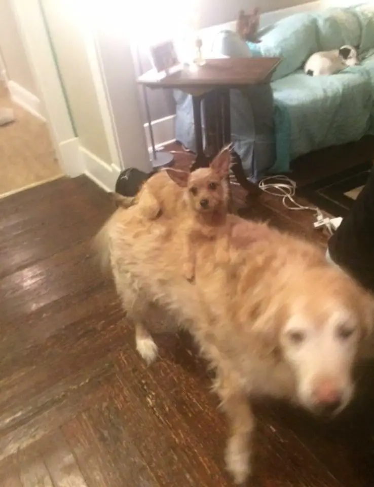 dog on top of dog