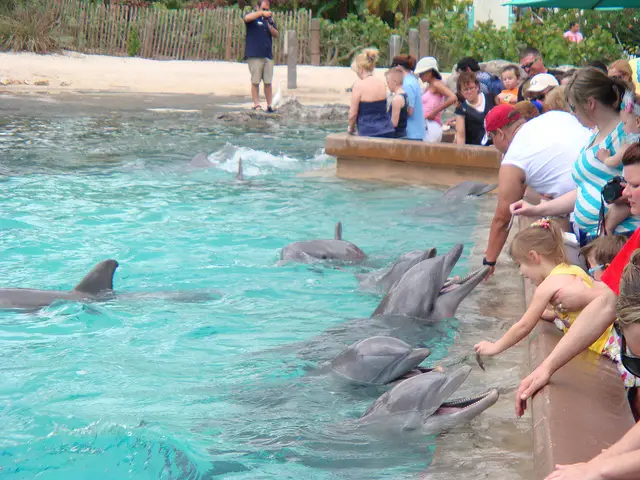 swimming with dolphins