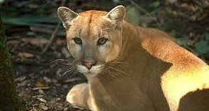 cougar on doorstep