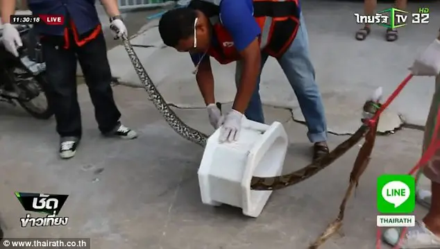 python bites man