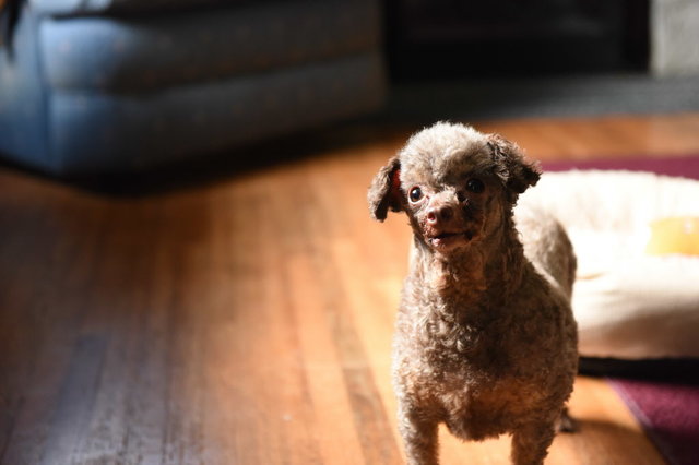 dog in puppy mill