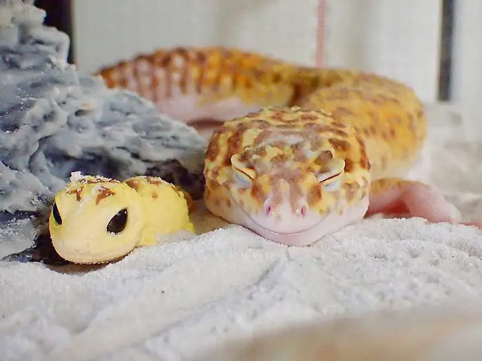 smiling gecko