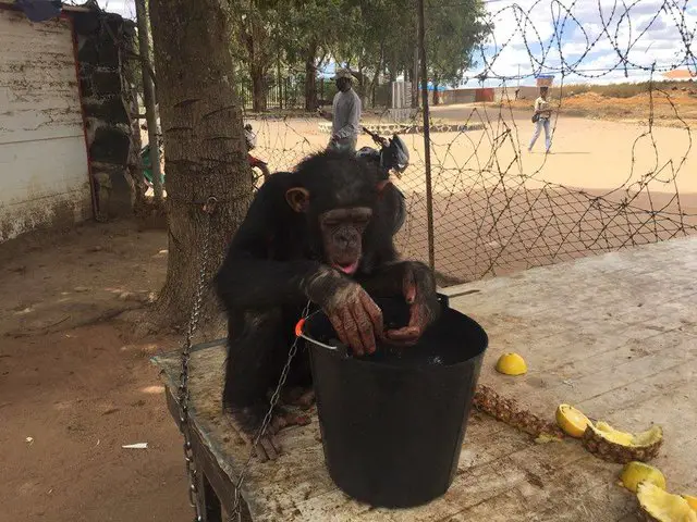 chimp rescued