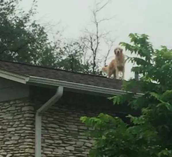 dog on the roof