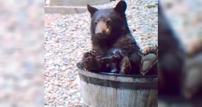 bear in water barrel