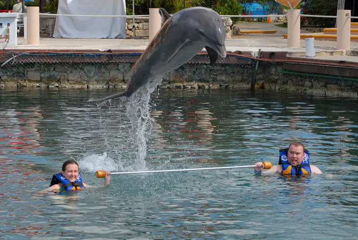 swimming with dolphins