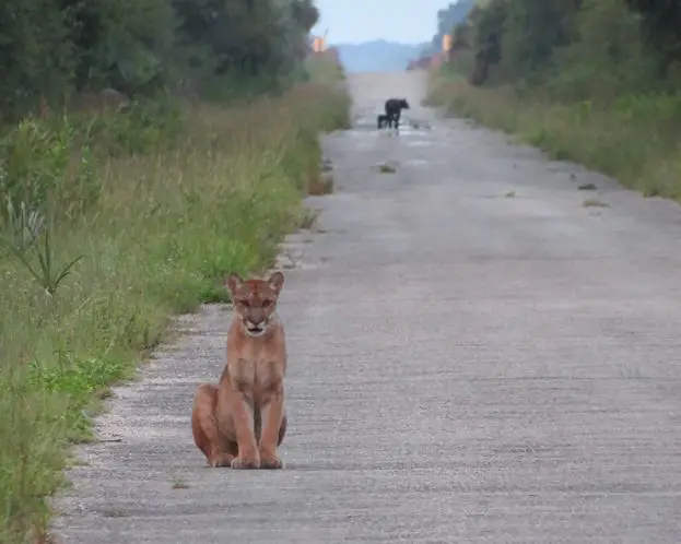 cougar on doorstep