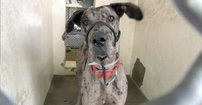 carson shelter dogs great dane pup mercilessly surrendered to kill shelter cries before he sleeps carson shelter dogs great dane pup mercilessly surrendered to kill shelter cries before he sleeps