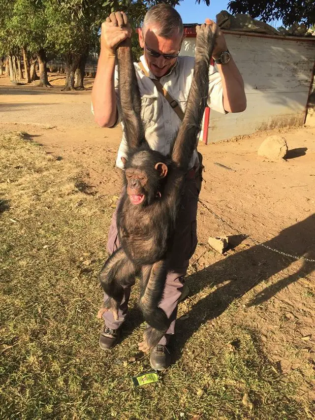 chimp rescued