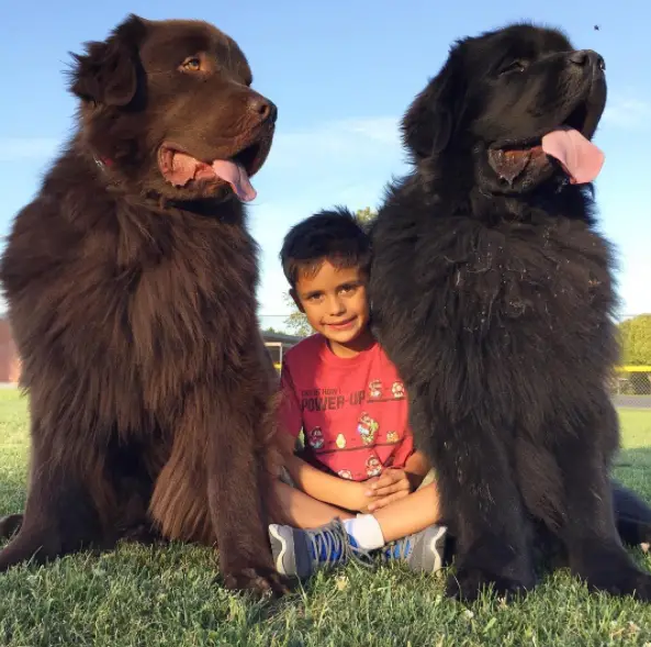 massive dogs