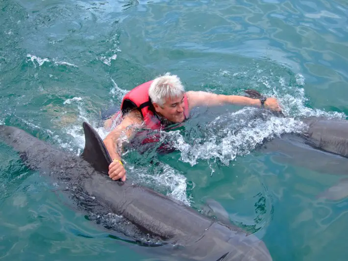 swimming with dolphins