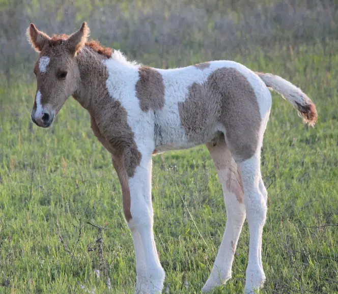 curly haired horses