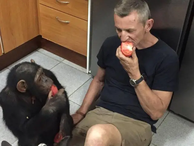 chimp rescued