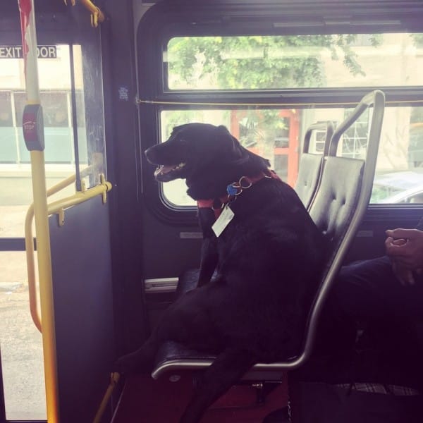 dog on bus