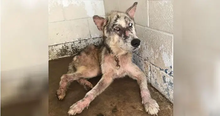 dog in shelter