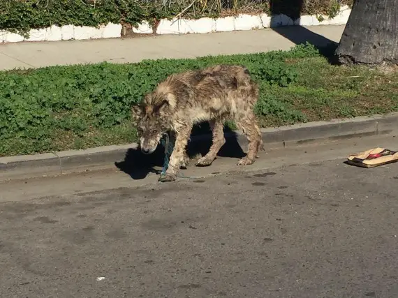 wolf-hybrid dog rescued