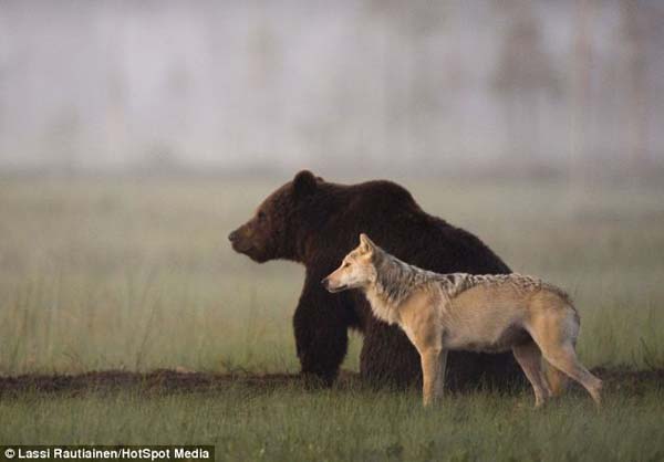 bear and wolf friendship