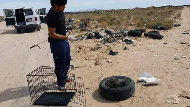 dog in a tire