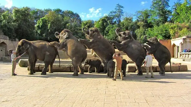 elephants tortured