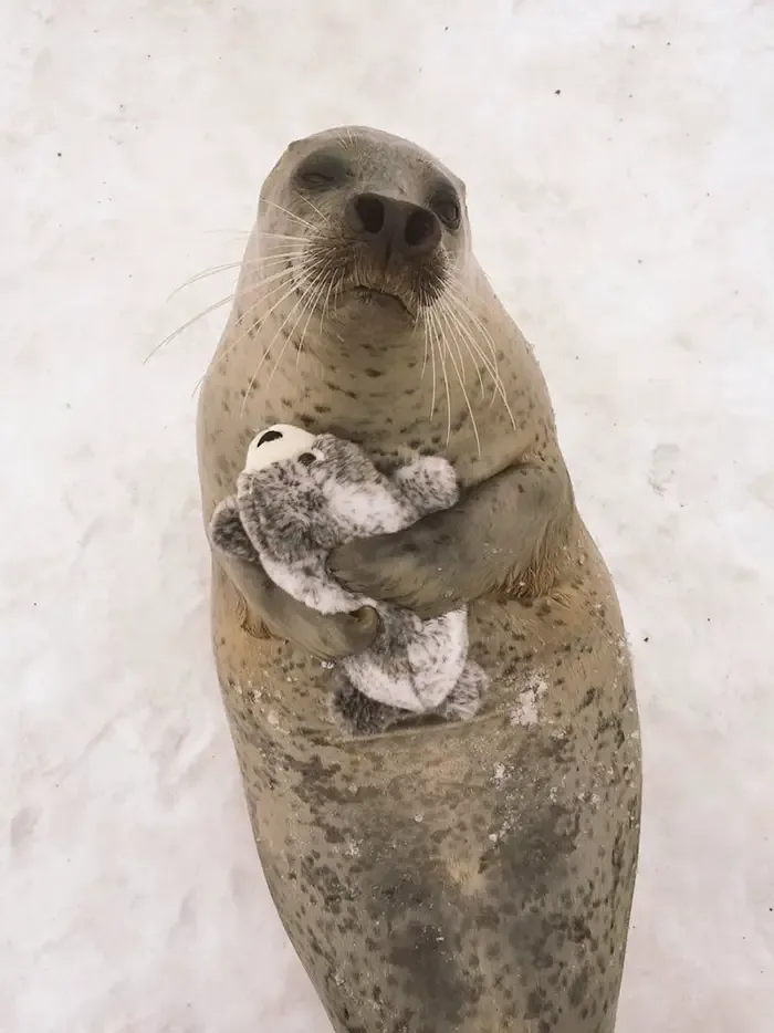seal hugging toy