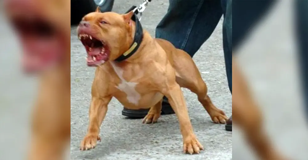 'Aggressive' Pit Bull Was About To Be Euthanized, But Police Force