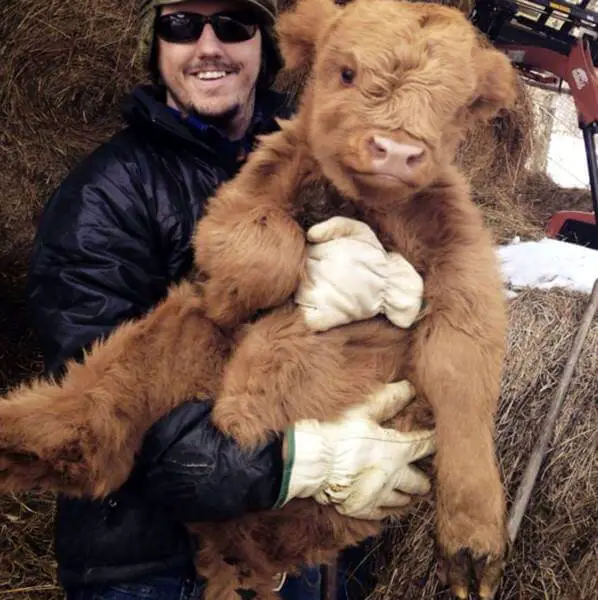 fluffy cow