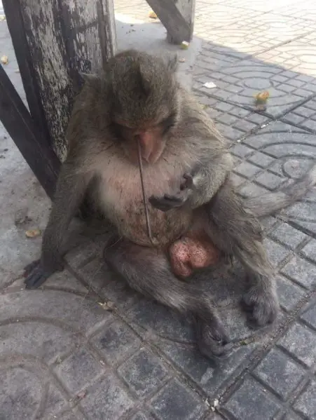 injured monkey