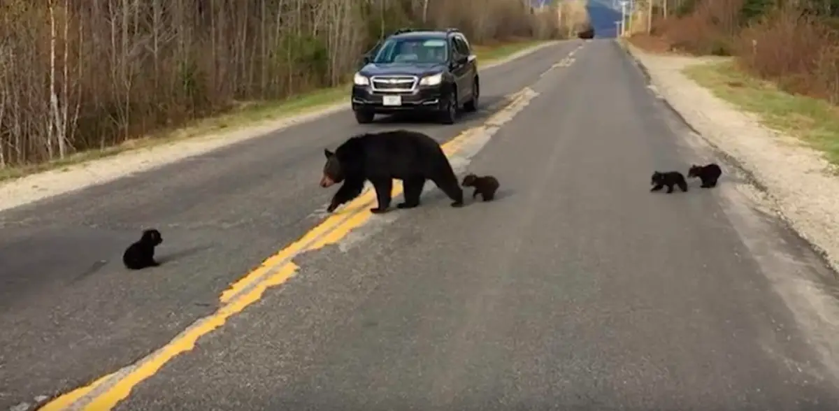 cops rescue bear cub