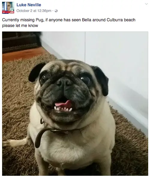 lost pug returned